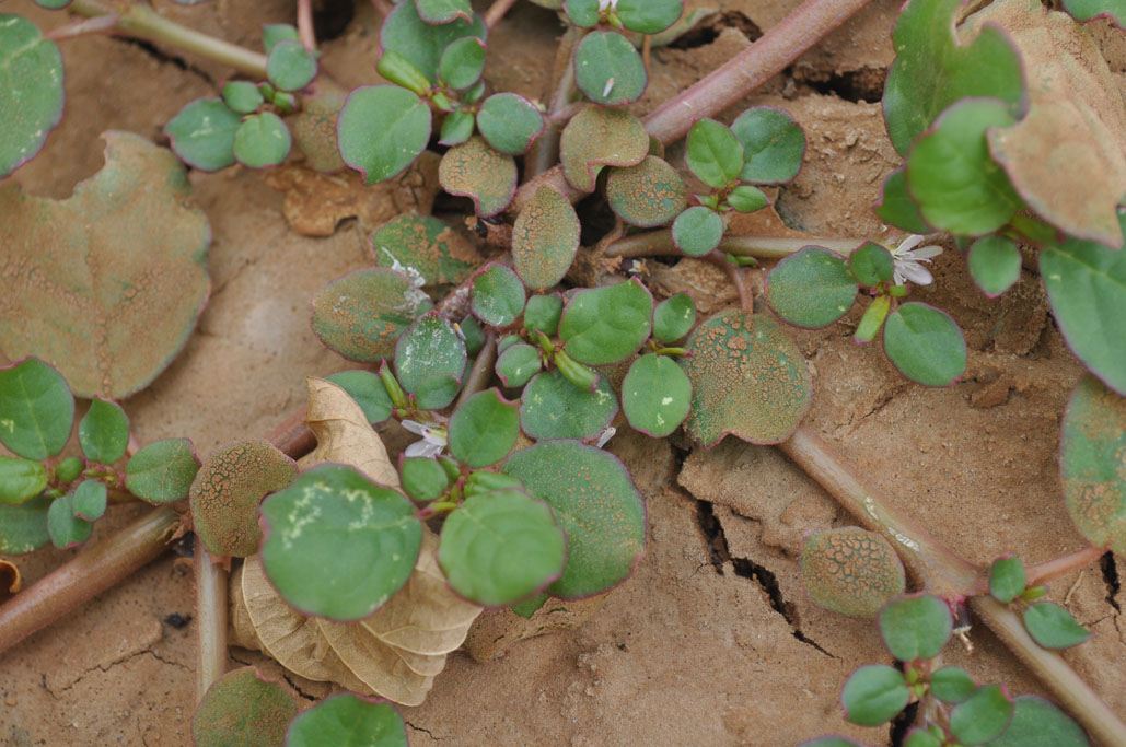 Trianthema portulacastrum